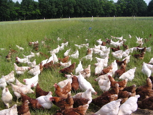 Hühner im Gras - © Dr. Michael Egert