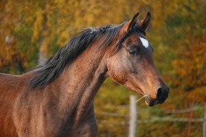 Pferd - © www.pixabay.com / rihaij